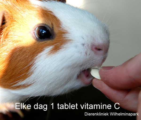 We adviseren om cavia's elke dag 1 tablet vitamine C van 50 mg te geven